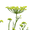 files/fennel_plant.png